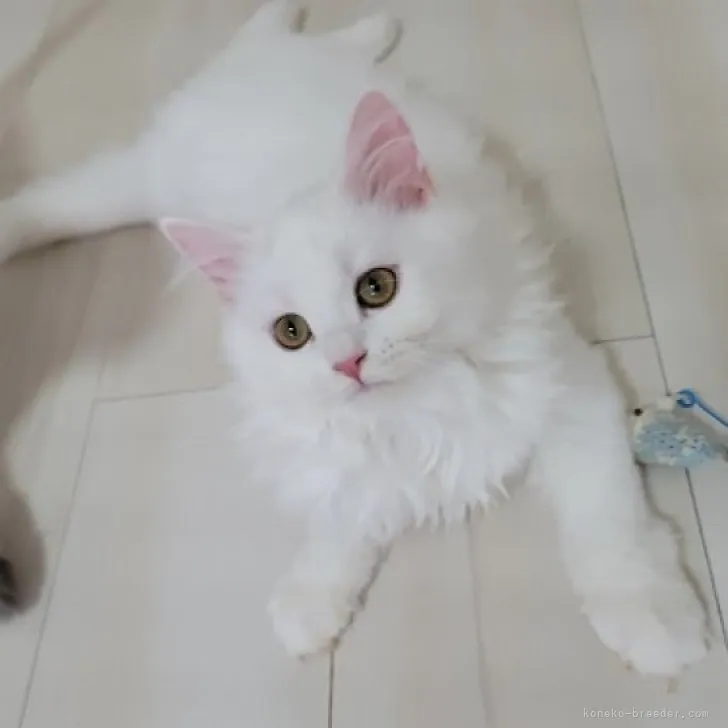 ID：2303-01630の子猫