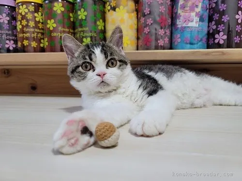 ID：2104-01494の子猫