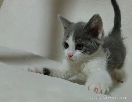 ID:1706-00612の子猫