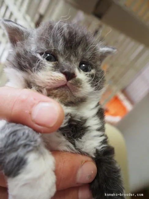 ID：1603-00386の子猫