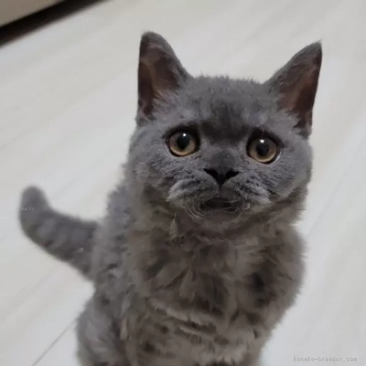 ID:2404-02245の子猫