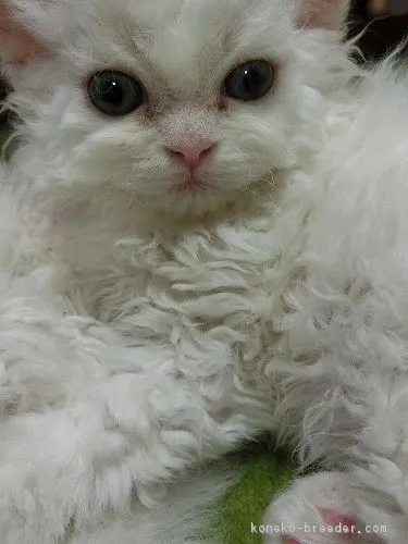 ID:1804-00287の子猫