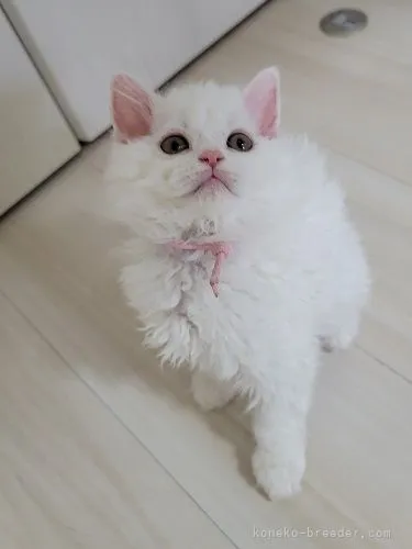 ID：2203-01211の子猫