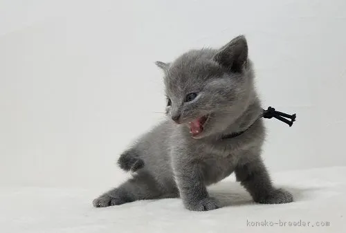 ID：2009-00737の子猫