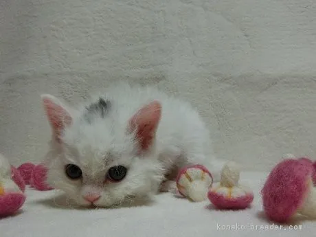 ID：1706-00618の子猫