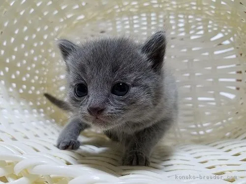 ID：1805-00492の子猫