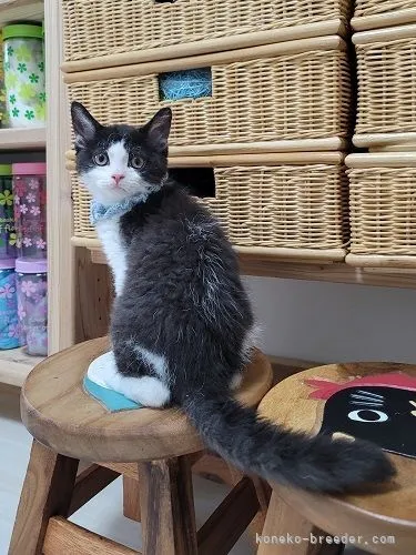 ID:2104-01493の子猫