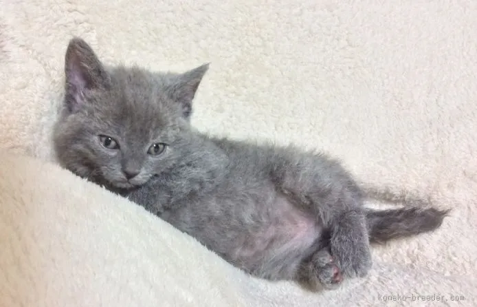 てんババ 様のお迎えした子猫