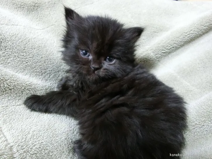 ベルリオーズ 様のお迎えした子猫