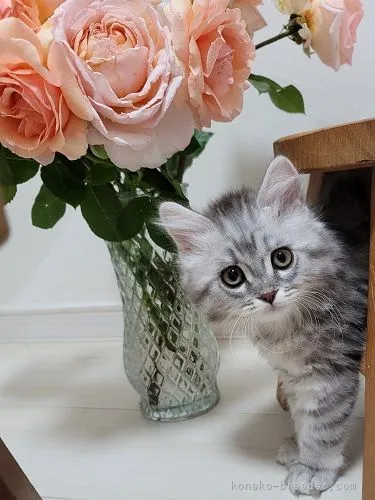 ID：2203-01975の子猫