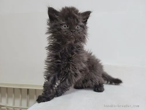 ID:2102-00359の子猫