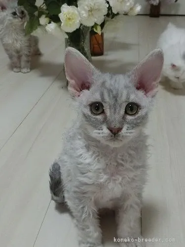 ID：2203-01968の子猫