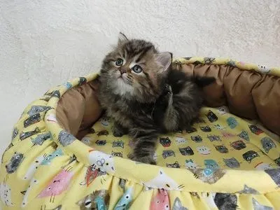 ID：1703-00884の子猫