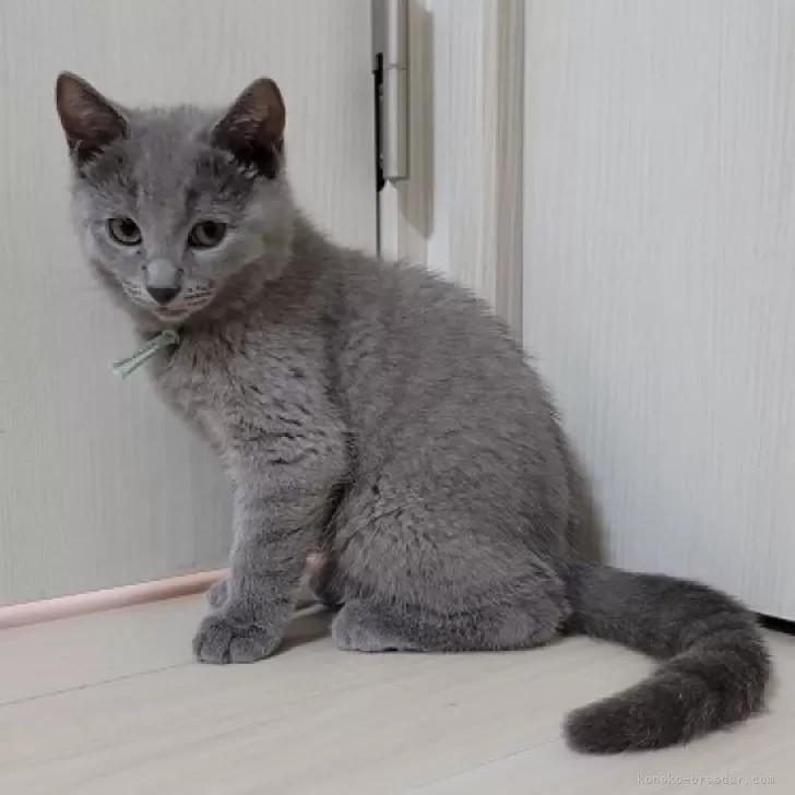 のん 様のお迎えした子猫