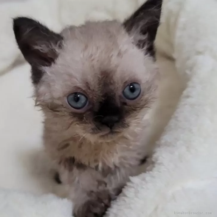 A.I 様のお迎えした子猫