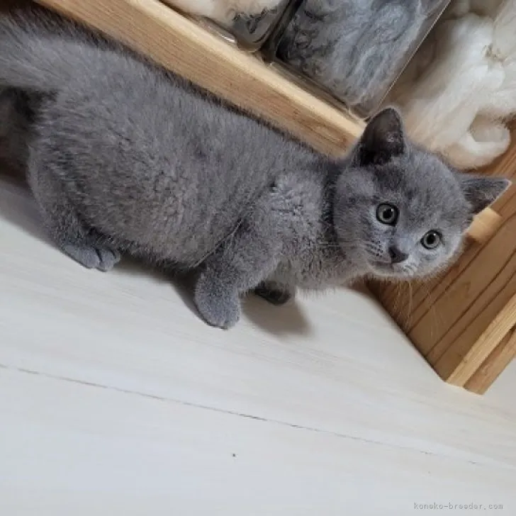 まぁちゃん 様のお迎えした子猫