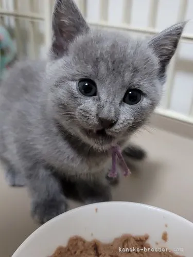 ID:2109-01519の子猫