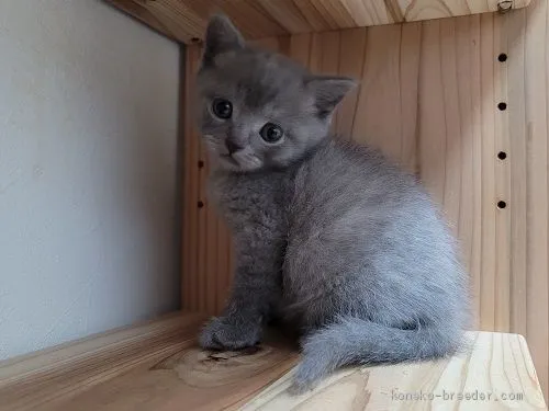 ID:2103-00378の子猫