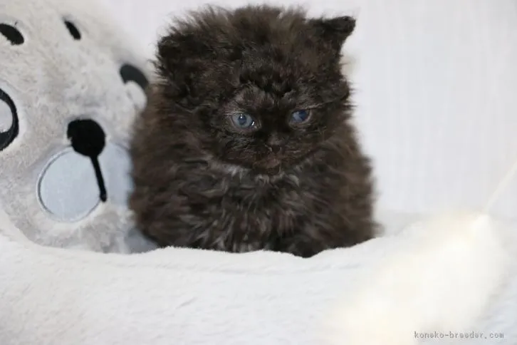 ラムちゃん 様のお迎えした子猫