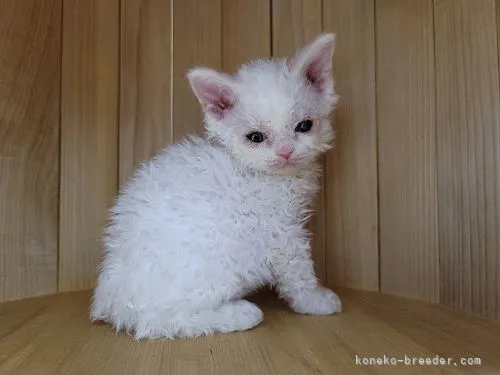 ID:2203-01215の子猫