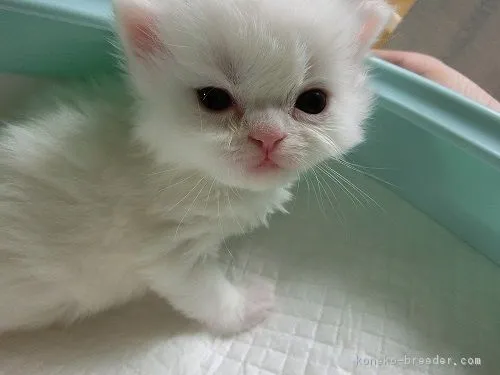 ID：1804-00284の子猫