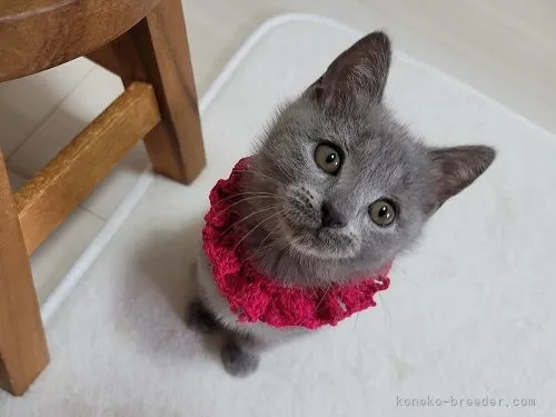 ID:2202-00721の子猫