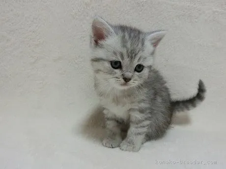 ID：1703-00883の子猫