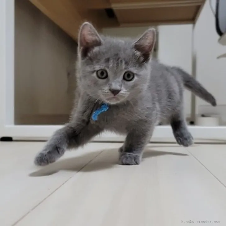 ID：2310-01279の子猫