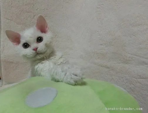 ID：1701-00430の子猫