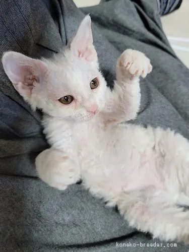 ID:2011-01218の子猫