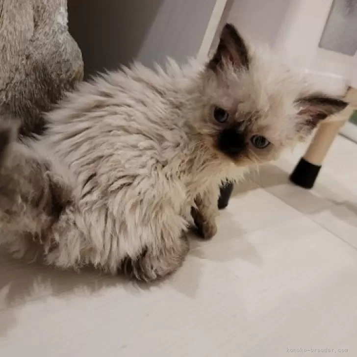 ID：2408-00992の子猫