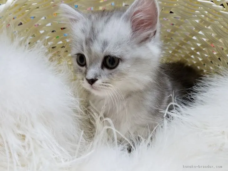 ID:1806-01321の子猫