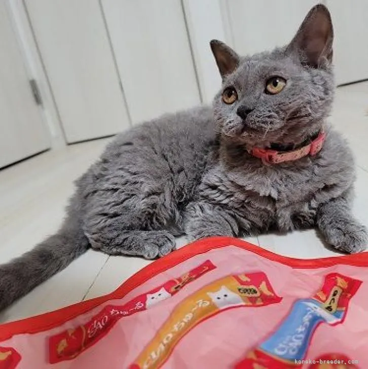 ID：2205-02354の子猫