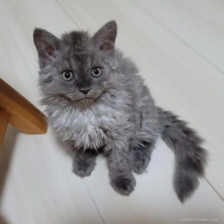 ID:2209-02277の子猫