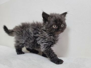 セルカークレックス【愛知県・男の子・2021年1月1日・ブラックスモーク（巻き毛）】の写真「毛色が美しい　甘えっ子　三男」