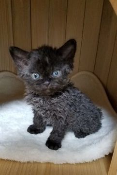 セルカークレックス【愛知県・女の子・2020年6月2日・ブラックスモーク（巻き毛）】の写真「よちよち歩き出来る様になりました」