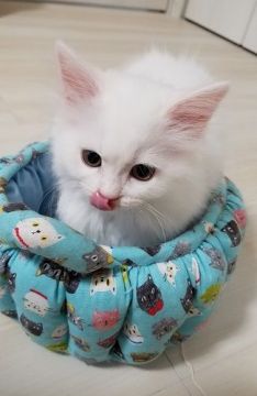 セルカークレックス【愛知県・男の子・2019年4月9日・ホワイト（直毛）】の写真「真っ白ぽあぽあ～♪」