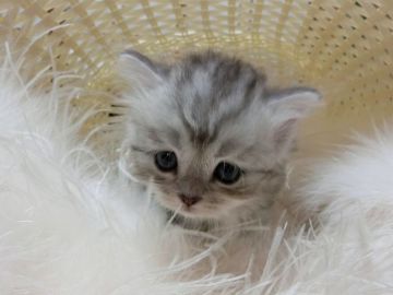 セルカークレックス【愛知県・男の子・2018年6月4日・シルバークラシックタビー（直毛）】の写真「4兄弟です。」