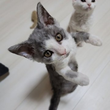 セルカークレックス【愛知県・女の子・2023年2月7日・ブルー&ホワイト（巻き毛）】の写真「よちよち歩き出来る様になりました」