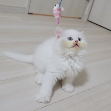 セルカークレックス【愛知県・男の子・2023年12月24日・ホワイト（直毛）】の写真「よちよち歩き出来る様になりました」