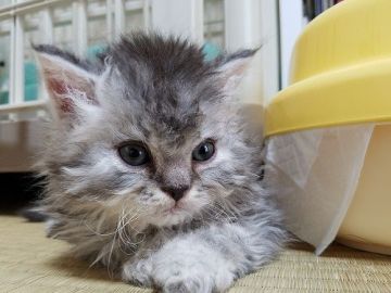 セルカークレックス【愛知県・男の子・2018年3月14日・シェーデッドシルバー（巻き毛・長毛）】の写真「よく巻いたロングヘアーになる見込みです」