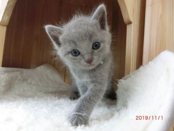 シャルトリュー【愛知県・女の子・2019年10月4日・ブルー（直毛）】の写真「よちよち歩き出来る様になりました」
