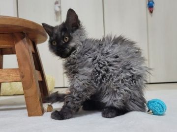 セルカークレックス【愛知県・女の子・2020年10月8日・ブラックスモーク（巻き毛）】の写真「美しい猫になってきました。」