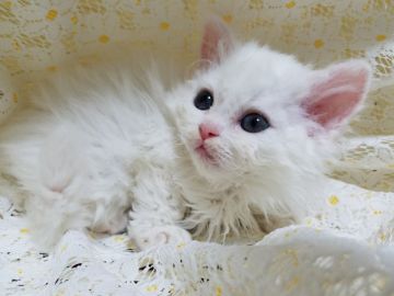 セルカークレックス【愛知県・女の子・2019年4月9日・ホワイト（巻き毛）】の写真「ホワイトロング、綺麗な顔立ちです」