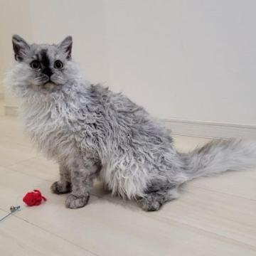 セルカークレックス【愛知県・男の子・2022年8月11日・シルバータビー（直毛・ロング）】の写真「５匹兄姉妹　男の子は僕だけ！」