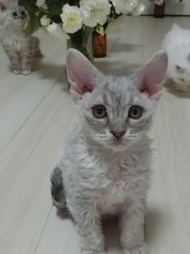 セルカークレックス【愛知県・男の子・2022年3月9日・シルバータビー（巻き毛）】の写真「おめめが開きました！」