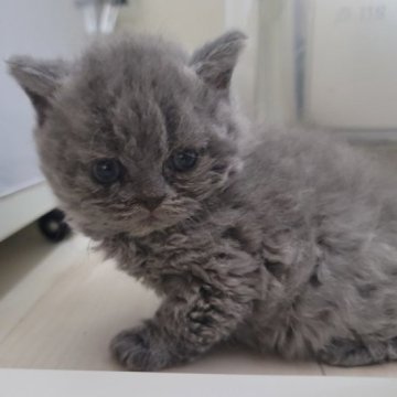 セルカークレックス【愛知県・女の子・2024年10月23日・ブルー（巻き毛・ロング）】の写真「5匹兄弟姉妹　次女」