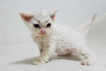 セルカークレックス【愛知県・女の子・2020年8月23日・ホワイト（巻き毛）】の写真「よちよち歩き出来る様になりました」