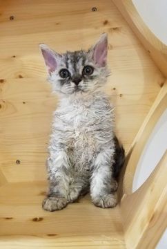 セルカークレックス【愛知県・女の子・2020年6月2日・シルバータビー（巻き毛）】の写真「元気良く走り回って遊んでいます。」