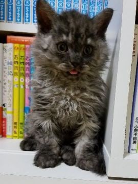 セルカークレックス【愛知県・男の子・2018年8月8日・ブラックスモーク（巻毛）】の写真「お喋り好き？お顔ペシャンコ君♪」